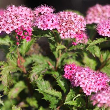 Spiraea japonica Crispa - Spierstruik