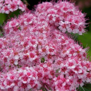Spiraea japonica Sparkling Champagne - Spierstruik