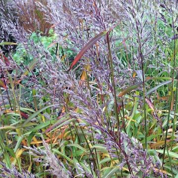 Spodiopogon sibiricus - Siberisch siergras