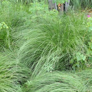 Sporobolus heterolepis - Parelgras