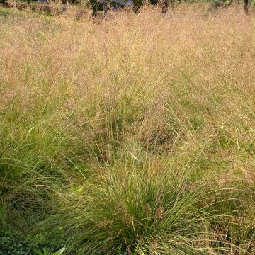 Sporobolus heterolepis Cloud - Parelgras