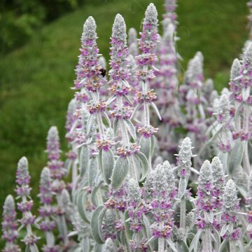 Stachys byzantina - Ezelsoor