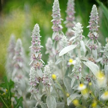 Stachys byzantina Silver Carpet - Ezelsoor