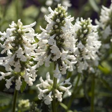Stachys officinalis Alba - Betonie