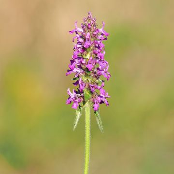 Stachys officinalis - Betonie