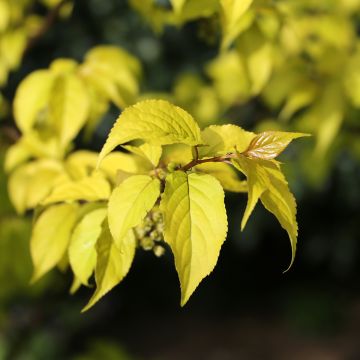Stachyurus chinensis Goldbeater - Chinese staartaar