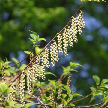Stachyurus praecox - Chinese staartaar