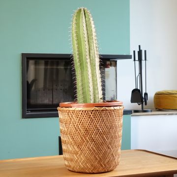 Stenocereus griseus - Zuilcactus