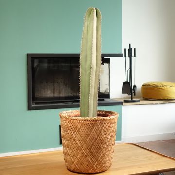 Stenocereus marginatus - Zuilcactus