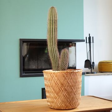 Stenocereus thurberi - Orgelpijpcactus