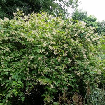 Stephanandra tanakae - Kransspirea