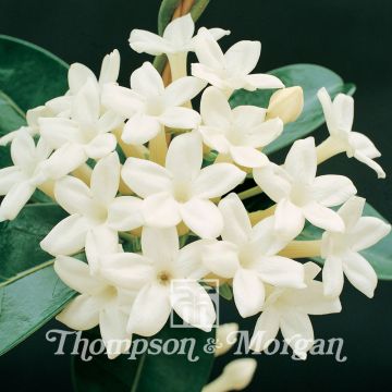 Stephanotis floribunda (zaad) - Madagaskar jasmijn