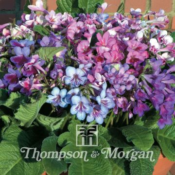 Streptocarpus hybridus Dibleys Dragon Mixed (zaad) - Kaapse primula