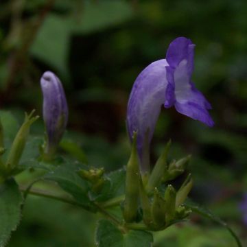 Strobilanthes attenuata - Trompetkruid