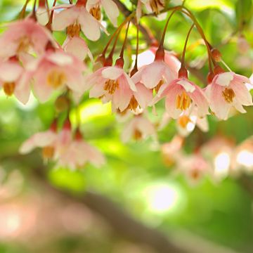 Styrax japonicus Pink Chimes - Japanse storaxboom