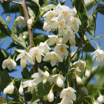 Styrax japonicus June Snow - Japanse storaxboom
