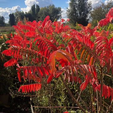 Rhus typhina - Fluweelboom