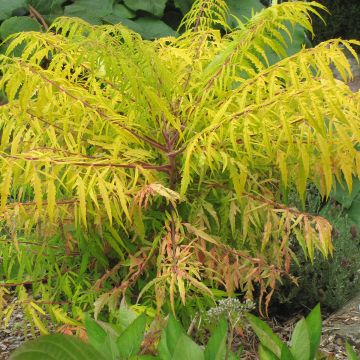 Rhus typhina Tiger Eyes - Fluweelboom