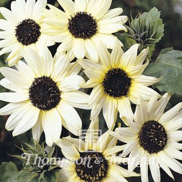 Zonnebloem Italian White (zaad) - Helianthus annuus