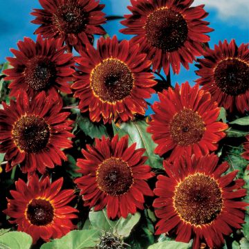 Zonnebloem Ruby Sunset (zaad) - Helianthus annuus