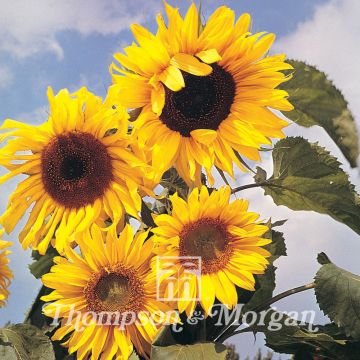 Zonnebloem Russian Giant (zaad) - Helianthus annuus