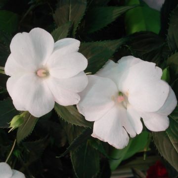 Impatiens hawkeri SunPatiens Compact Wit - Vlijtig liesje