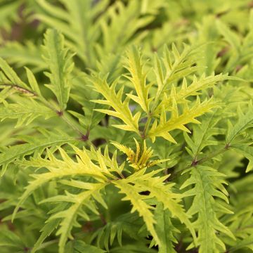 Sambucus racemosa Golden Lace - Trosvlier