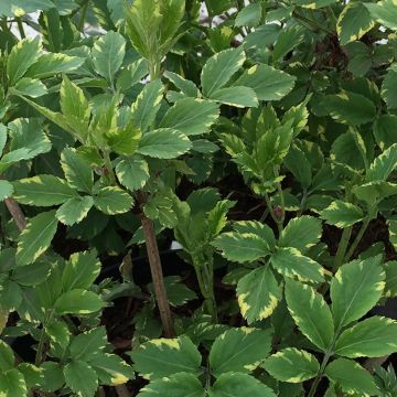 Sambucus nigra Golden Spark - Gewone vlier