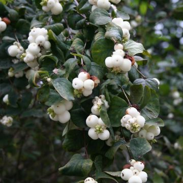 Symphoricarpos albus - Sneeuwbes