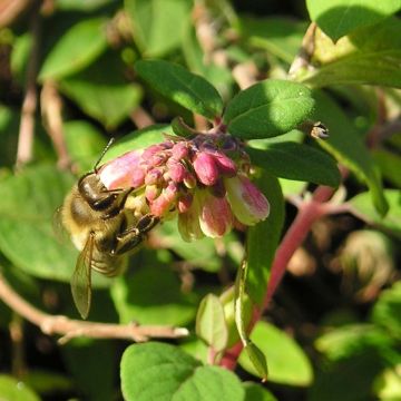 Symphoricarpos chenaultii - Sneeuwbes