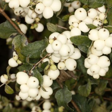 Symphoricarpos oreophilus - Sneeuwbes