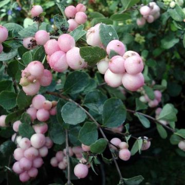 Symphoricarpos doorenbosii Mother of Pearl - Sneeuwbes