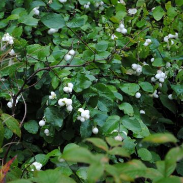 Symphoricarpos Arvid - Sneeuwbes
