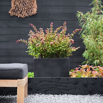 Symphoricarpos Magical Berry Christmas - Sneeuwbes