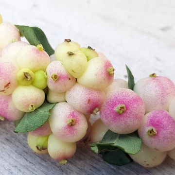 Symphoricarpos orbiculatus Symphony Rave - Sneeuwbes