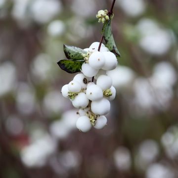Symphoricarpos albus var. laevigatus - Sneeuwbes