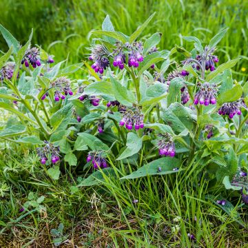 Gewone smeerwortel - Symphytum officinale