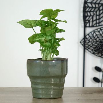 Syngonium Golden Allusion - Pijlplant