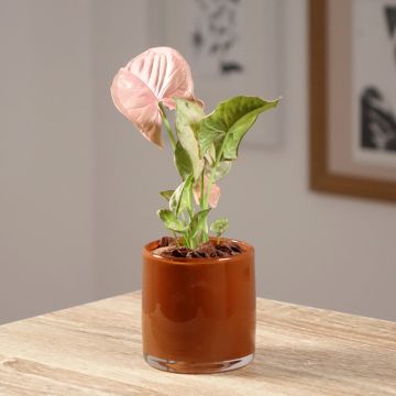 Syngonium Neon Robusta - Pijlplant