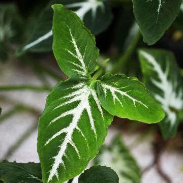 Syngonium wendlandii - Pijlplant