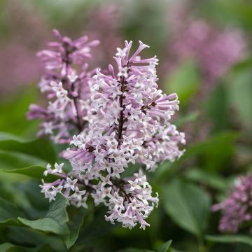 Syringa Little Lady - Sering