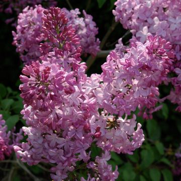 Syringa hyacinthiflora Esther Staley - Sering