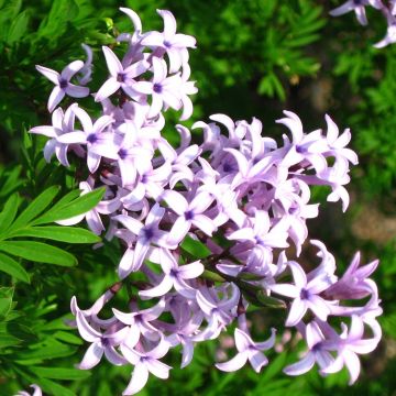 Syringa persica Laciniata - Perzische sering