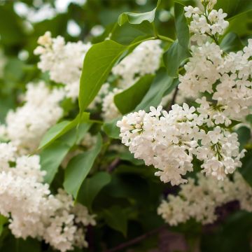 Syringa vulgaris Comtesse D'harcourt - Gewone sering