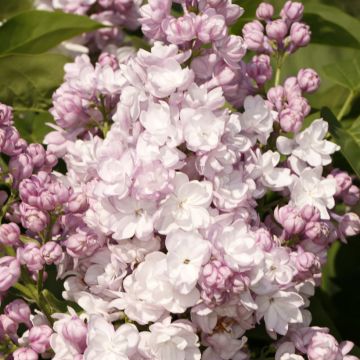Syringa vulgaris Rose de Moscou - Gewone sering