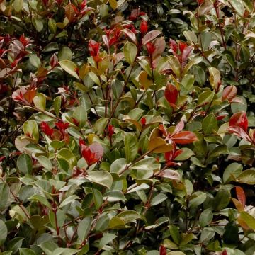 Syzygium australe Big Red - Australische kers