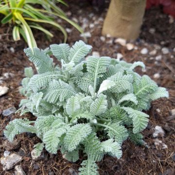 Tanacetum haradjanii Little Frosty - Wormkruid