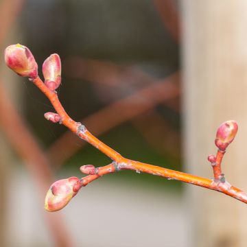 Tilia cordata Winter Orange - Winterlinde