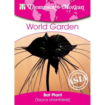 Tacca chantrieri (zaad) - Vleermuisbloem