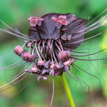 Tacca chantrieri - Vleermuisbloem